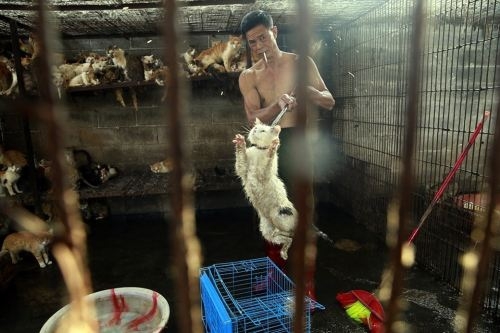 Ngày này, lễ hội thịt chó ở Trung Quốc còn có thêm những món từ thịt mèo.